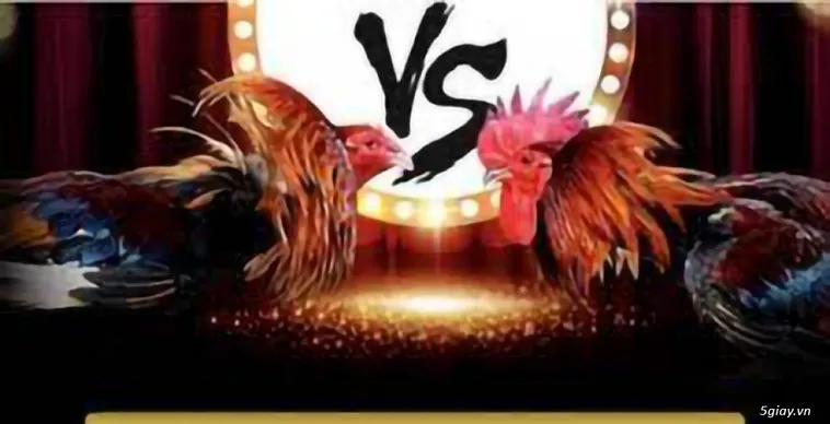 Đá Gà KingFun Đấu Trường Rực Lửa Cho Các Kê Thủ Đẳng Cấp