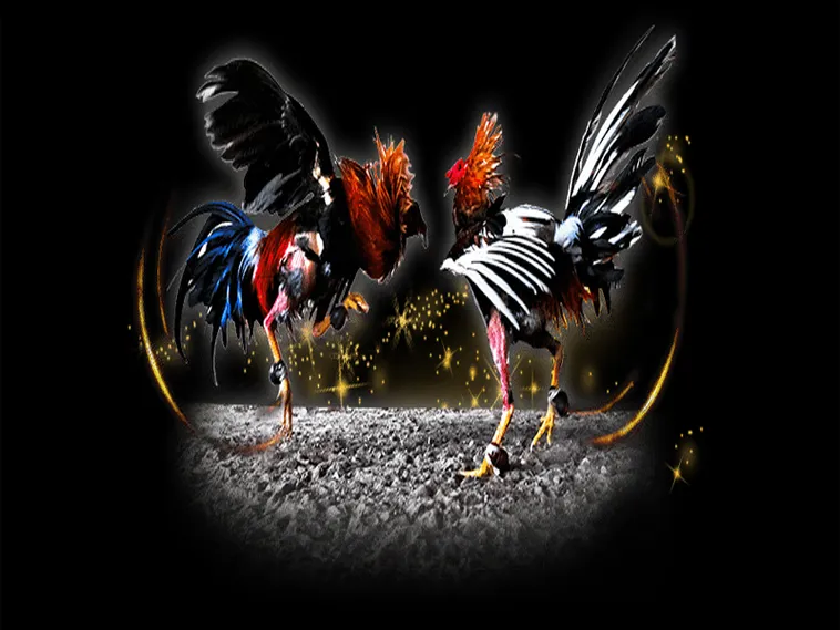 Bí Kíp Chơi Đá Gà Sabong KingFun Bất Bại Cho Kê Thủ Mới 1 Bí Kíp Chơi Đá Gà Sabong KingFun Bất Bại Cho Kê Thủ Mới