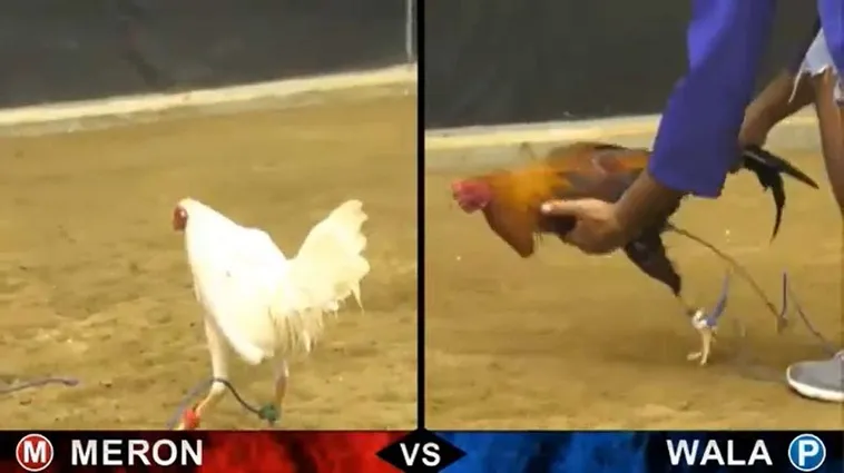 Bí Kíp Chơi Đá Gà Sabong KingFun Bất Bại Cho Kê Thủ Mới 2 Bí Kíp Chơi Đá Gà Sabong KingFun Bất Bại Cho Kê Thủ Mới